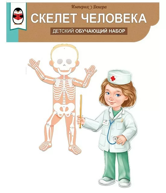 Набор оформительский «Скелет человека»